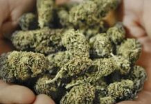 முல்லைத்தீவில் சிக்கிய 140 கிலோ கேரளா கஞ்சா..!