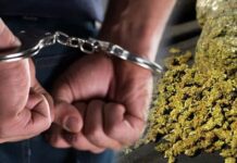 யாழில் பெருந்தொகை கஞ்சாவுடன் சிக்கிய மூவர்.!