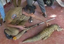 அழுங்கை வேட்டையாடிய இருவர் கைது.!