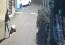 கொட்டாஞ்சேனை துப்பாக்கி சூடு – யாழில் கைதான சந்தேகநபர்கள்.!